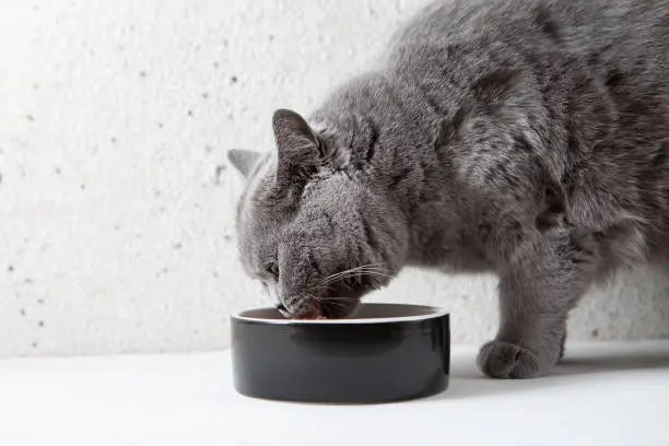 Cat-Bowls Paw Pets Store