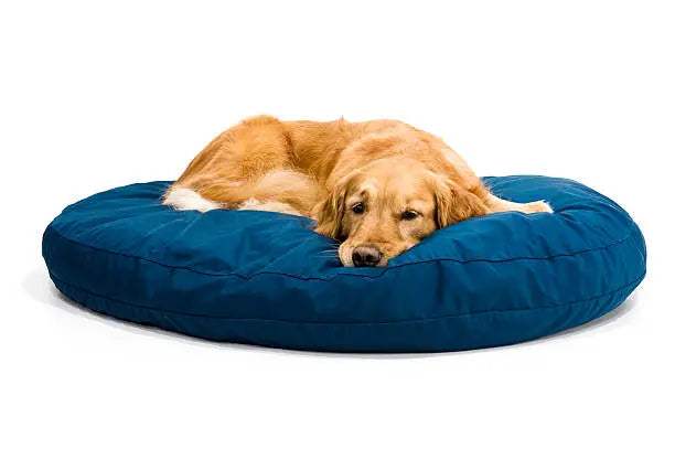 Dog-Beds Paw Pets Store