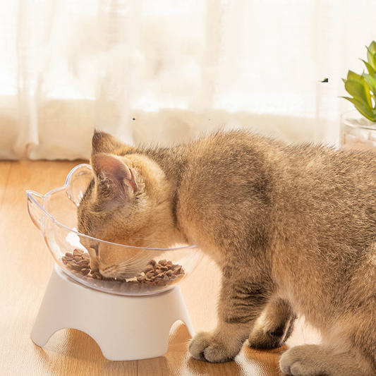 cat-dog-bowl